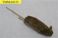 Formosan Field Mouse Collection Image, Figure 6, Total 18 Figures